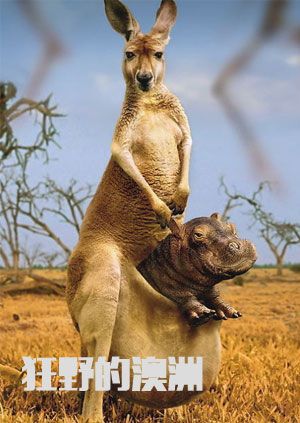 狂野的澳洲